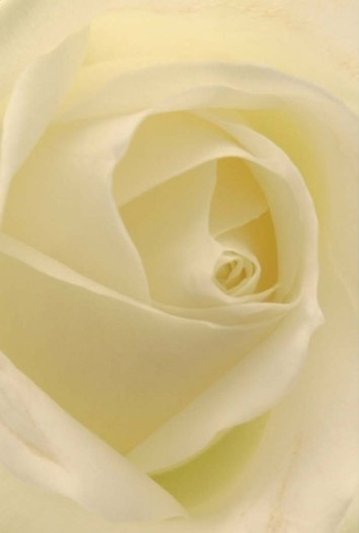 Gaze closely at this classic white rose, captured in the natural daylight that fills Purfleet's quiet gardens, and you'll be enraptured by the gentle blend of cream and soft white layered through its faultless petals. Each curve captures the soft illumination of a Thameside morning-light streaming gently across the bloom as if illuminating it from within. The composition radiates pure tranquility, echoing the understated charm of Purfleet's town centre or the reflective solitude of Rainham Marshes. The rose's spiraled core conveys both purity and a gentle resilience, while minute nuances in colour and shadow lend it a sophisticated grace. Its serene fragrance, both fresh and familiar, fills the air as though every petal carries a memory of peaceful walks along the riverbank. Whether adorning a wedding, marking a heartfelt apology, or serving as a centrepiece for remembrance, this flower embodies the subtle, enduring beauty that defines the floral artistry at Flowers Purfleet.